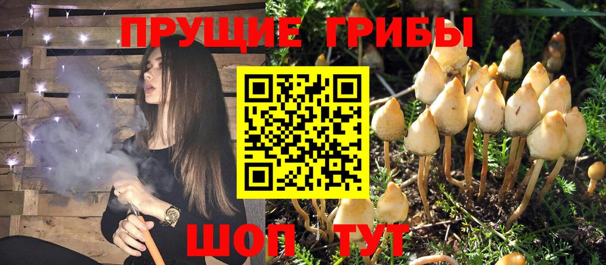 Галлюциногенные грибы Psilocybe  Псилоцибиновые грибы мицелий  Вход с VPN  где найти   Азов 